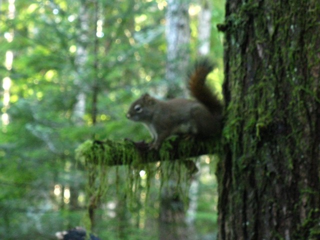 A red squirrel watches its forest neighbourhood, chattering up a storm about newcomers in its Quadra realm